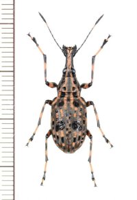 ヒゲナガゾウムシの一種　Anthribidae species　中国（雲南省）