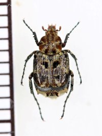 ヨナクニヒラタハナムグリ　♂　与那国島