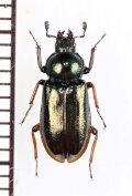 キュウシュウルリクワガタ　♀　大分県（黒岳）