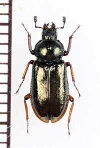 キュウシュウルリクワガタ　♀　大分県（黒岳）