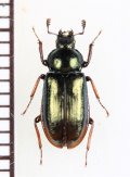 キュウシュウルリクワガタ　♀　福岡県（英彦山）
