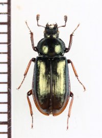 キュウシュウルリクワガタ　♀　福岡県（英彦山）