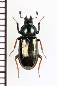 キュウシュウルリクワガタ　♀　熊本県（白鳥山）