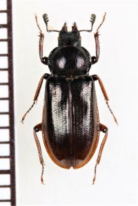 キュウシュウルリクワガタ　♀（黒化型）　宮崎県（五葉山）