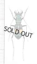 ハンミョウの一種　Pseudoxycheila sp.　ペルー