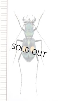 ハンミョウの一種　Pseudoxycheila sp.　ペルー