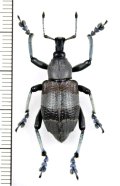 ホウセキゾウムシの一種　 Eupholus fleurenti　パプアニューギニア（ニューギニア島）