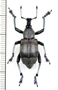 ホウセキゾウムシの一種　 Eupholus fleurenti　パプアニューギニア（ニューギニア島）