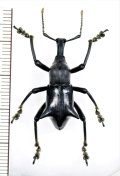 ゾウムシの一種　 Gymnopholus weiskei　♂　パプアニューギニア（ニューギニア島）
