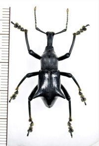 ゾウムシの一種　 Gymnopholus weiskei　♂　パプアニューギニア（ニューギニア島）