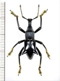 ゾウムシの一種　 Gymnopholus weiskei　♂　パプアニューギニア（ニューギニア島）
