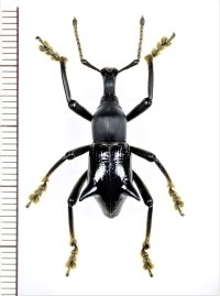 ゾウムシの一種　 Gymnopholus weiskei　♂　パプアニューギニア（ニューギニア島）