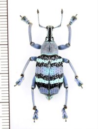 ホウセキゾウムシの一種　 Eupholus magnificus　インドネシア（ヌムフォア島）