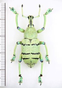 ホウセキゾウムシの一種　 Eupholus schoenherri 　インドネシア（ニューギニア島）