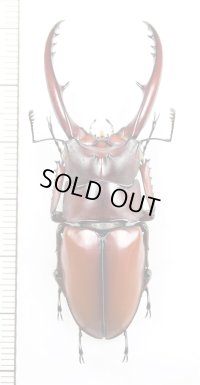 アスタコイデスノコギリクワガタ　ベトナム南部亜種　♂55.8mm　ベトナム南部