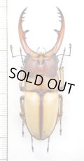 アスタコイデスノコギリクワガタ  Prosopocoilus astacoides blanchardi 　♂61.3mm　台湾