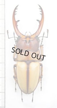 アスタコイデスノコギリクワガタ  Prosopocoilus astacoides blanchardi 　♂61.3mm　台湾