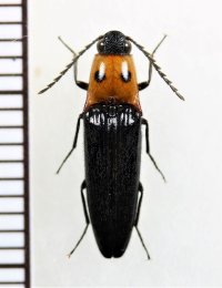 コメツキムシの一種　Elateridae species　♂　中国（雲南省）