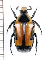 アリノスハナムグリの一種 　Campsiura xanthorhina　♂　中国（チベット自治区）