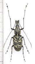 ヒゲナガゾウムシの一種　Anthribidae species　中国（雲南省）