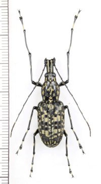 ヒゲナガゾウムシの一種　Anthribidae species　中国（雲南省）