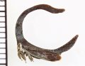 ツノゼミの一種　Cladonota sp.　ペルー