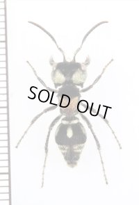 アリバチの一種　Mutillidae species　♀　ペルー