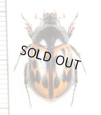 コガネムシの一種　Ruterinae species　ペルー