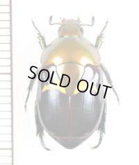 コガネムシの一種　Ruterinae species　ペルー