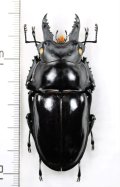 ギガンテウスマルバネクワガタ  大型♂68mm　ベトナム北東部
