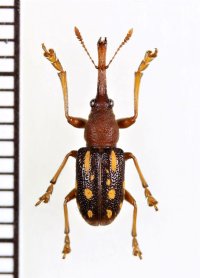 ミツギリゾウムシ擬態のチョッキリゾウムシの一種　Rhynchitinae species　ベトナム北西部