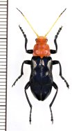 ホタル擬態のジョウカイボンの一種　Cantharidae species　ベトナム北東部