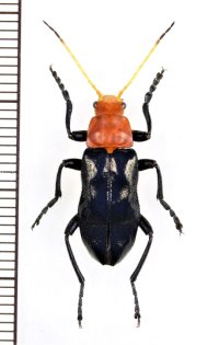 ホタル擬態のジョウカイボンの一種　Cantharidae species　ベトナム北東部