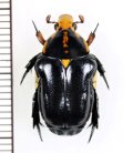 アリノスハナムグリの一種 　Campsiura nigripennis　♂　 ベトナム南部