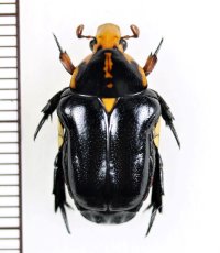アリノスハナムグリの一種 　Campsiura nigripennis　♂　 ベトナム南部