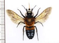 ズグロハキリバチ　♂　石垣島