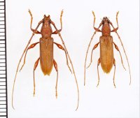 リュウキュウトビイロカミキリ　ペア　石垣島