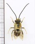 サキシマヒゲナガハナバチ　♂ 　石垣島