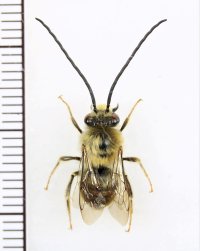 サキシマヒゲナガハナバチ　♂ 　石垣島