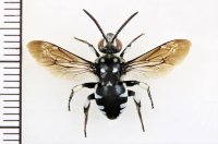 タカオルリモンハナバチ　♂　石垣島