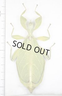 コノハムシの一種　Phyllium tobeloense bhaskarai　♀　インドネシア(モロタイ島)