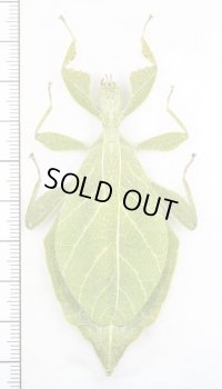 コノハムシの一種　Phyllium jacobsoni　♀　インドネシア(ジャワ島)