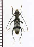 エゾトラカミキリ　♂　山梨県
