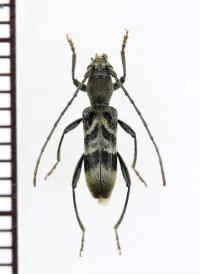 エゾトラカミキリ　♂　山梨県