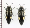 キボシフナガタタマムシ　ペア　石垣島