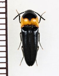 コメツキムシの一種　Ampedus sp.　 ベトナム南部