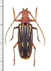 ミツギリゾウムシ擬態のカミキリムシの一種 　Cerambycidae species　♀　 ベトナム南部