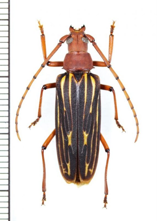 画像1: ミツギリゾウムシ擬態のカミキリムシの一種 　Cerambycidae species　♀　 ベトナム南部