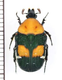 コアオハナムグリの一種　Gametis bealiae　♀　ベトナム南部