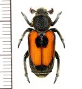 アリノスハナムグリの一種 　Clinterocera vietnamensis　♀　 ベトナム南部
